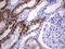 Alpha-Methylacyl-CoA Racemase antibody, UM800106, Origene, Immunohistochemistry frozen image 