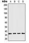 Aquaporin 3 (Gill Blood Group) antibody, orb216020, Biorbyt, Western Blot image 