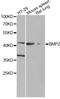 Bone Morphogenetic Protein 2 antibody, A12781, ABclonal Technology, Western Blot image 