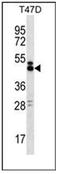 SLAMF6 antibody, AP53926PU-N, Origene, Western Blot image 