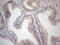 Vasoactive Intestinal Peptide antibody, LS-C791044, Lifespan Biosciences, Immunohistochemistry paraffin image 