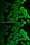 Interleukin 18 Binding Protein antibody, 22-228, ProSci, Immunofluorescence image 