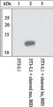 BH3 Interacting Domain Death Agonist antibody, 44-436G, Invitrogen Antibodies, Western Blot image 