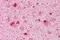 GS Homeobox 2 antibody, ARP32208_P050, Aviva Systems Biology, Immunohistochemistry frozen image 