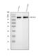 Myelin Associated Glycoprotein antibody, PA1751, Boster Biological Technology, Western Blot image 