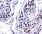 Double Homeobox 4 antibody, NBP1-49552, Novus Biologicals, Immunohistochemistry frozen image 