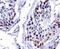 Double homeobox protein 4 antibody, NBP1-49552, Novus Biologicals, Immunohistochemistry frozen image 