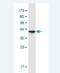 VPS33B Late Endosome And Lysosome Associated antibody, H00026276-M01-100ug, Novus Biologicals, Western Blot image 