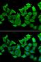 Hydroxyacylglutathione Hydrolase antibody, orb247527, Biorbyt, Immunofluorescence image 