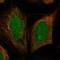 DIS3 Homolog, Exosome Endoribonuclease And 3'-5' Exoribonuclease antibody, PA5-58723, Invitrogen Antibodies, Immunofluorescence image 