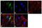 ADP Ribosylation Factor Interacting Protein 2 antibody, 40-2400, Invitrogen Antibodies, Immunofluorescence image 