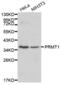Protein Arginine Methyltransferase 1 antibody, abx000978, Abbexa, Western Blot image 