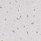 Neurite Extension And Migration Factor antibody, NBP2-14156, Novus Biologicals, Immunohistochemistry paraffin image 