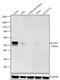 RUNX Family Transcription Factor 1 antibody, PA5-17434, Invitrogen Antibodies, Western Blot image 