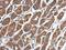 Complement factor H-related protein 5 antibody, NBP2-14912, Novus Biologicals, Immunohistochemistry frozen image 