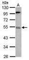 Bromodomain Containing 9 antibody, PA5-31847, Invitrogen Antibodies, Western Blot image 