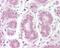 NFKB Inhibitor Alpha antibody, NB120-22071, Novus Biologicals, Immunohistochemistry paraffin image 