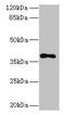 Transmembrane Protein 59 Like antibody, CSB-PA023861LA01HU, Cusabio, Western Blot image 