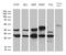 DnaJ Heat Shock Protein Family (Hsp40) Member B6 antibody, LS-C792536, Lifespan Biosciences, Western Blot image 