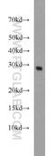 Phosphoglycerate Mutase 2 antibody, 15550-1-AP, Proteintech Group, Western Blot image 