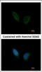 Phosphorylase Kinase Regulatory Subunit Alpha 1 antibody, MBS837230, MyBioSource, Immunofluorescence image 