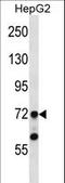 TATA-Box Binding Protein Associated Factor 6 antibody, LS-C161691, Lifespan Biosciences, Western Blot image 