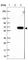 Transmembrane Protein 102 antibody, HPA024433, Atlas Antibodies, Western Blot image 