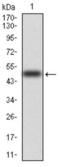Raf-1 Proto-Oncogene, Serine/Threonine Kinase antibody, abx015975, Abbexa, Western Blot image 