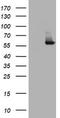 Iododeoxyuridine antibody, LS-C337104, Lifespan Biosciences, Western Blot image 