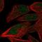 PR/SET Domain 12 antibody, NBP1-85829, Novus Biologicals, Immunofluorescence image 