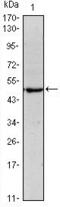 POU Class 5 Homeobox 1 antibody, GTX82755, GeneTex, Western Blot image 