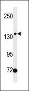 HMG domain-containing protein 3 antibody, 60-463, ProSci, Western Blot image 