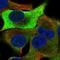 Tribbles Pseudokinase 1 antibody, HPA063982, Atlas Antibodies, Immunofluorescence image 