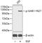 GRB2 Associated Binding Protein 1 antibody, GTX54165, GeneTex, Western Blot image 