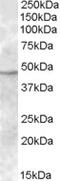 Transmembrane protease serine 4 antibody, TA305734, Origene, Western Blot image 