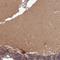Pseudouridine Synthase 1 antibody, NBP2-13831, Novus Biologicals, Immunohistochemistry paraffin image 