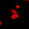Interferon Induced With Helicase C Domain 1 antibody, orb215258, Biorbyt, Immunocytochemistry image 