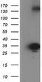 Sulfotransferase Family 1C Member 2 antibody, MA5-25455, Invitrogen Antibodies, Western Blot image 