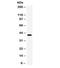 CD55 Molecule (Cromer Blood Group) antibody, R31911, NSJ Bioreagents, Western Blot image 