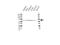 Signal Transducing Adaptor Molecule antibody, VPA00339, Bio-Rad (formerly AbD Serotec) , Western Blot image 