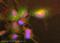 Interferon Induced With Helicase C Domain 1 antibody, ab79055, Abcam, Immunofluorescence image 