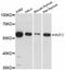 IKAROS Family Zinc Finger 2 antibody, abx125991, Abbexa, Western Blot image 