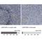 Late Endosomal/Lysosomal Adaptor, MAPK And MTOR Activator 4 antibody, NBP1-90936, Novus Biologicals, Immunohistochemistry paraffin image 