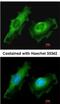 Integral Membrane Protein 2B antibody, NBP2-17000, Novus Biologicals, Immunofluorescence image 