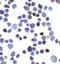 Inositol Polyphosphate-4-Phosphatase Type II B antibody, 8339, ProSci, Immunocytochemistry image 