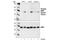 Mitogen-Activated Protein Kinase Kinase 7 antibody, 4171S, Cell Signaling Technology, Western Blot image 