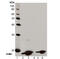 H2A Histone Family Member X antibody, ADI-KAM-CC255-F, Enzo Life Sciences, Western Blot image 