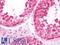 FMR1 antibody, LS-B10188, Lifespan Biosciences, Immunohistochemistry frozen image 