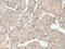 Thioesterase Superfamily Member 5 antibody, PA5-51205, Invitrogen Antibodies, Immunohistochemistry paraffin image 