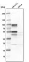 SH3 Domain Containing Kinase Binding Protein 1 antibody, PA5-51903, Invitrogen Antibodies, Western Blot image 